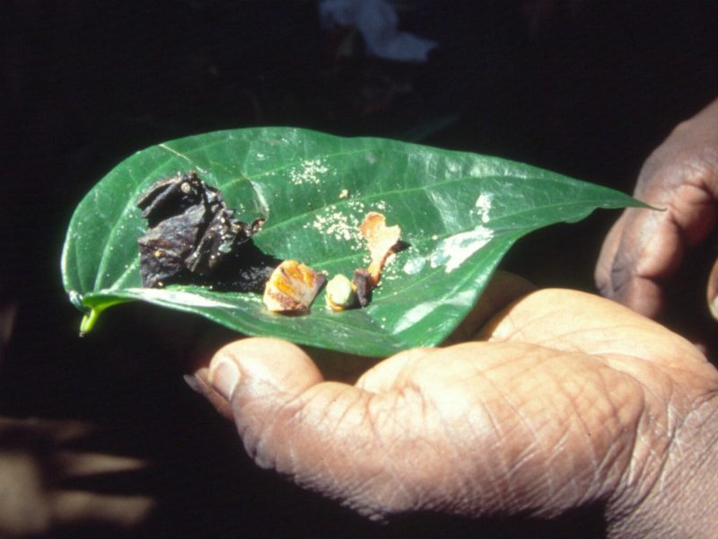 SriLanka-2003-201-Kandy-Betel-1